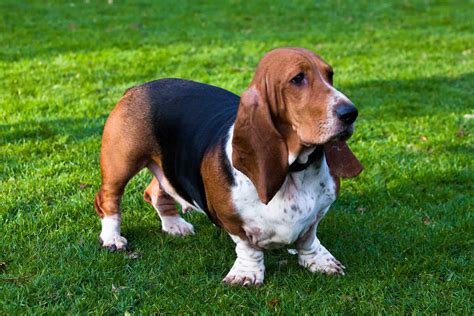 Les bassets red 